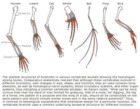 Evolution: Library: Tetrapod Limbs