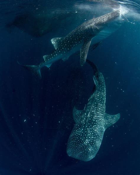 Baja California Sur, Mexico whalesharks : r/sharks