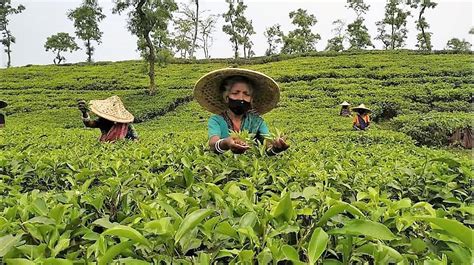 Systematic Exploitation of the Tea Workers in Bangladesh: Within the ...