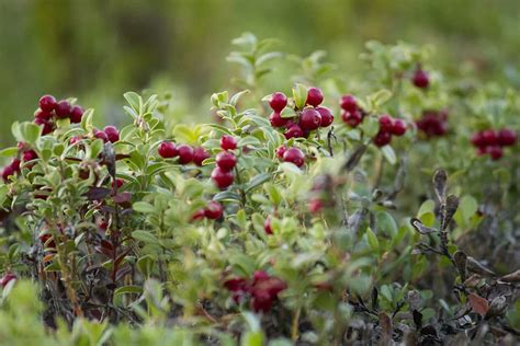 Growing Cranberries: How to Grow, Plant and Harvest Cranberries