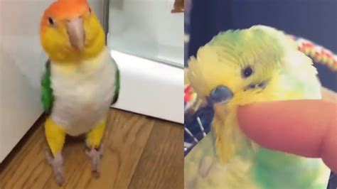 Funny Parrots Budgies and Cute Birds Compilation | ADEW Pets Centre