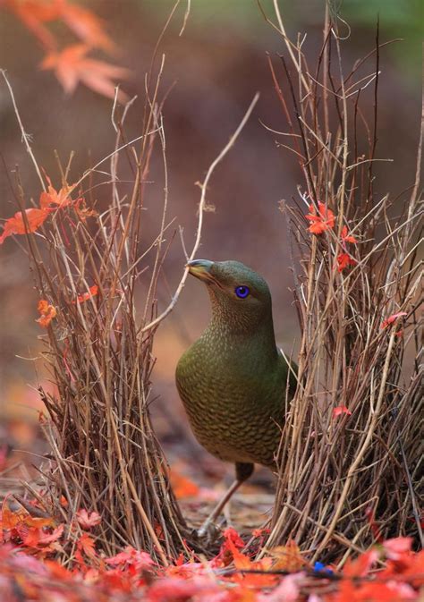 62 best THE COURTSHIP OF BOWERBIRDS images on Pinterest | Beautiful birds, Bird nests and Nests