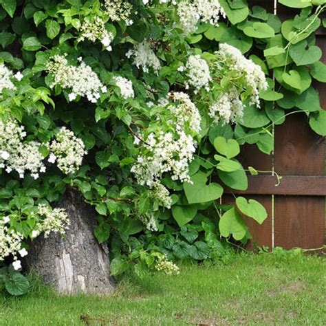 Climbing Hydrangea Care Guide: How to Grow Climbing Hydrangeas