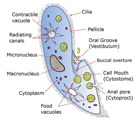 Labeled Diagram Of A Paramecium