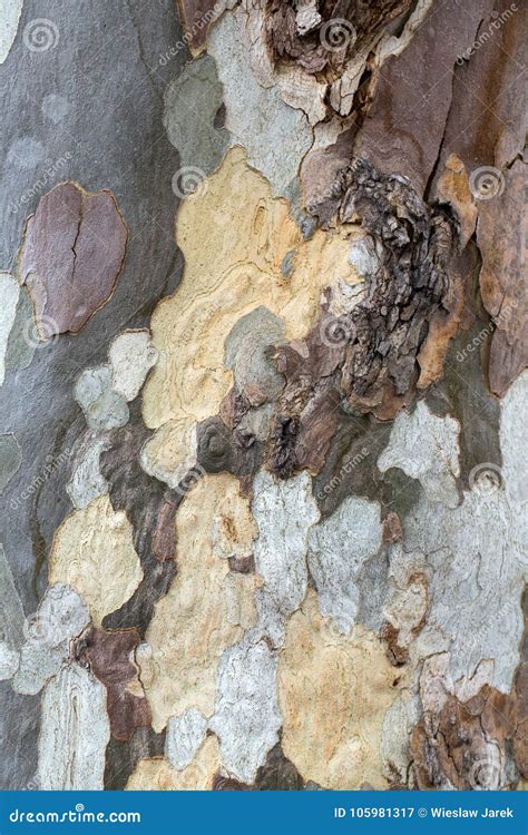 Bark and Trunk of a London Plane Tree Stock Image - Image of platanus ...