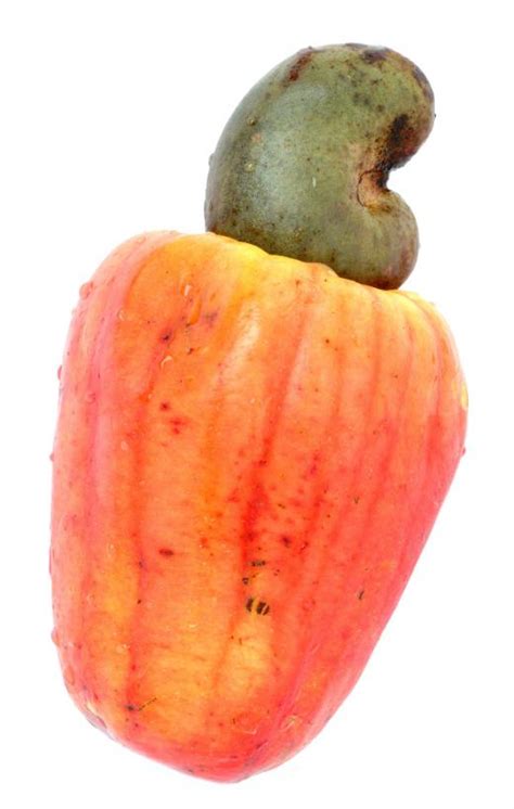 What Are Cashew Fruits? (with pictures)