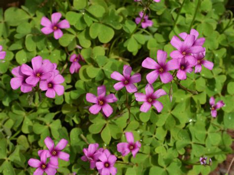 How to Grow and Care for Oxalis - World of Flowering Plants