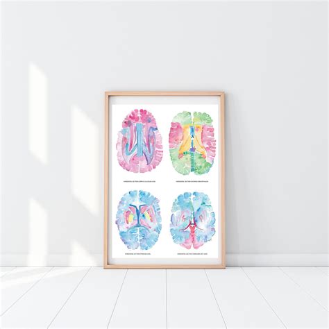 Brain Anatomy Art Neuroscience Art Neurology Art Neurology - Etsy