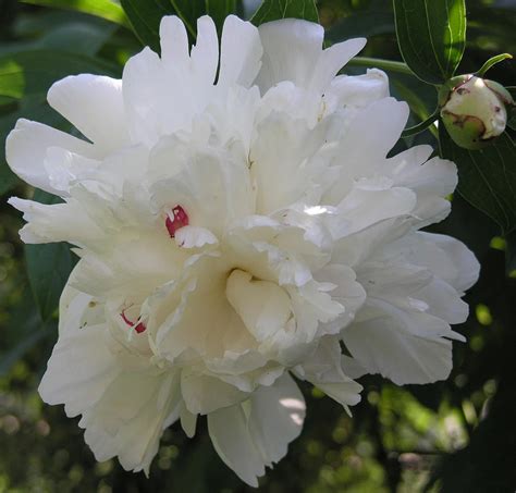 The White Peony IV Photograph by Janis Beauchamp - Fine Art America