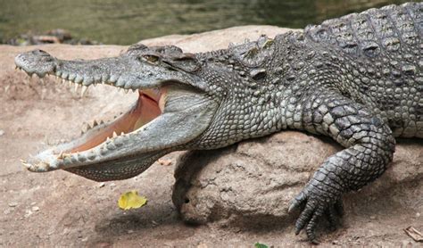 Make it snappy: Thai company expanding crocodile blood supplement for ...