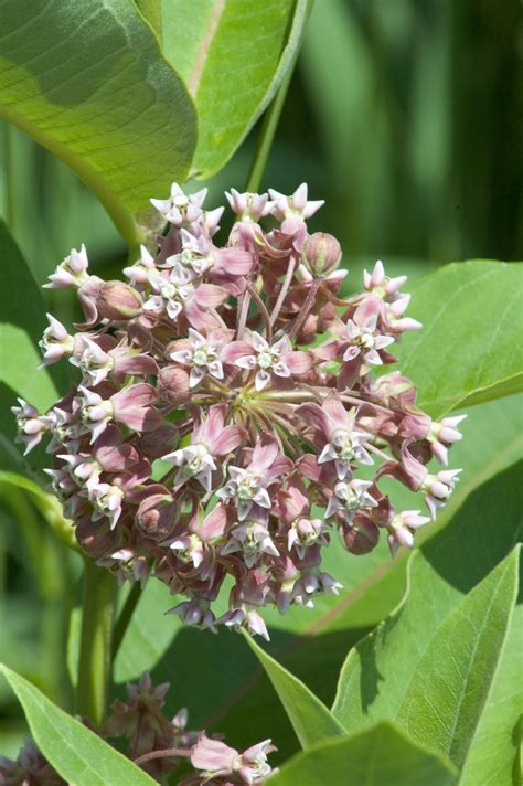 milkweed flower | Pics4Learning