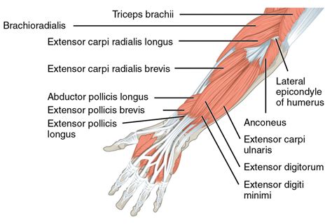 Posterior compartment – Meddists