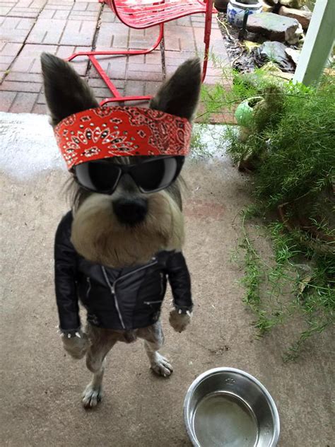 Hilarious Memes Of An Angry-Looking Dog Standing Upright