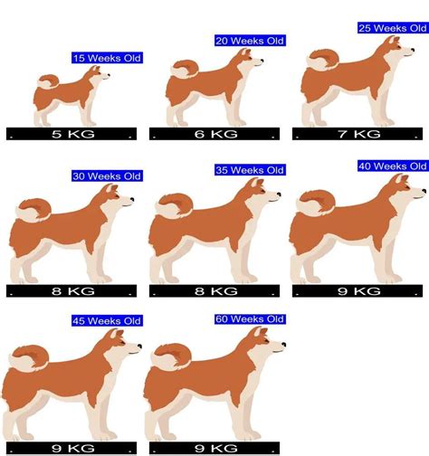 How Much Should Shiba Inu Weigh? Shiba Inu Weight Calculator.