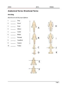 Anatomical Terms: Directional Terms by 3 2 1 Science | TPT