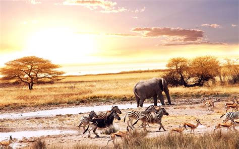 African Safari Desktop Wallpapers - Top Free African Safari Desktop Backgrounds - WallpaperAccess