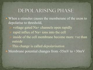 Propagation of action potential | PPT