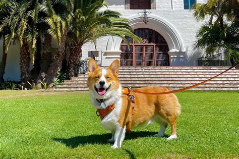 Top 17 Pet-Friendly Hotels in Santa Barbara, CA | Visit Santa Barbara