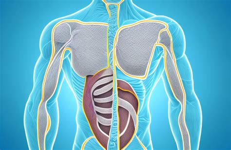 Retroperitoneal Fibrosis (Morbus Ormond): Symptoms, Causes, Treatment, and More - Article Insider