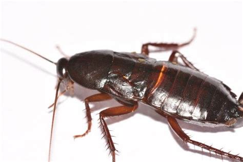 Cockroach Pictures: Photo Gallery with Images