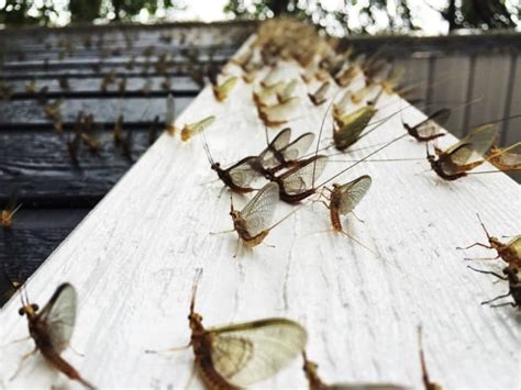 When fish flies swarm: 5 things to know - Manitoba - CBC News