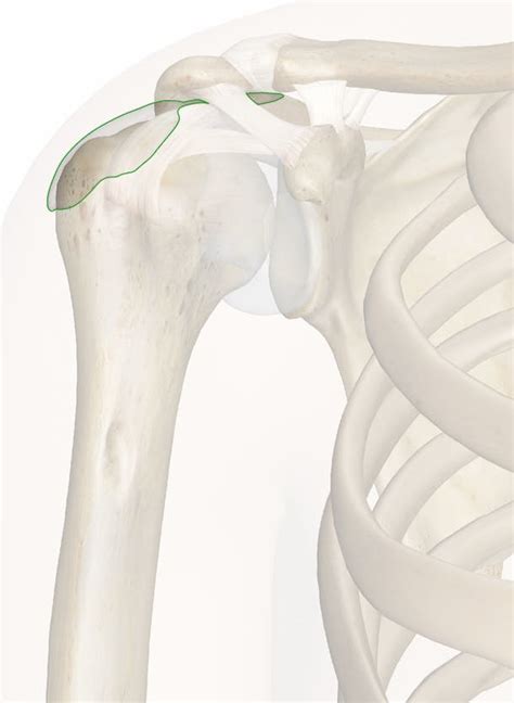 The Subdeltoid Bursa: Anatomy and 3D Illustrations