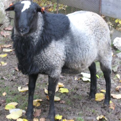 Sheep of the Romanov breed: history of appearance, advantages, disadvantages, breeding and feeding