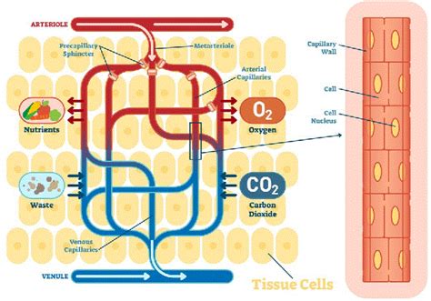 The Lungs and Pulmonary Capillaries | MedicTests