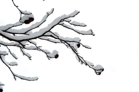 Snowy Branch Free Stock Photo - Public Domain Pictures