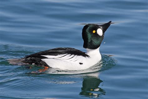 Common Goldeneye | Audubon Field Guide