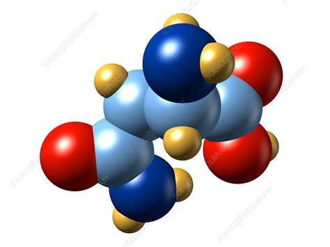 Asparagine, molecular model - Stock Image - A611/0042 - Science Photo Library