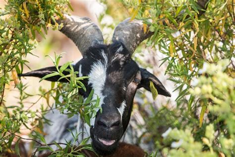 Black And White Goat Names - 120+ Names For Black Or White Goats