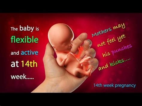 Baby Size In 14th Week Of Pregnancy - PregnancyWalls