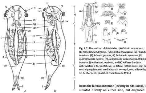 1: Scheme of the rotifer anatomy. (A) Dorsal and (B) lateral.... | Download Scientific Diagram