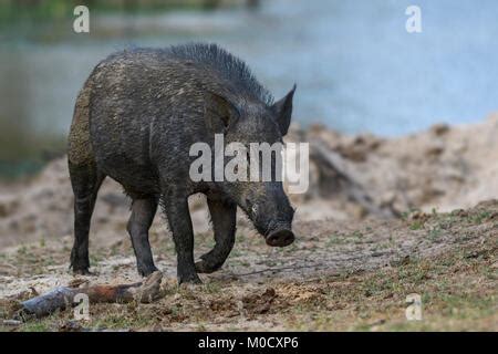 Andaman wild pig (Sus scrofa andamanensis, Sus andamanensis), at lake shore at the edge of ...