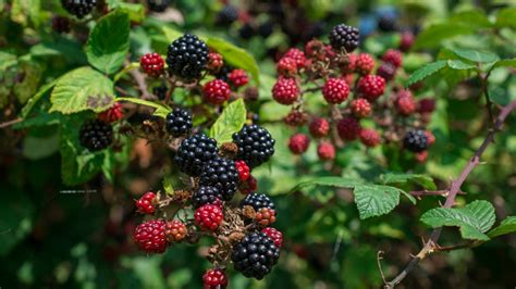 Blackberry Fruit Tree