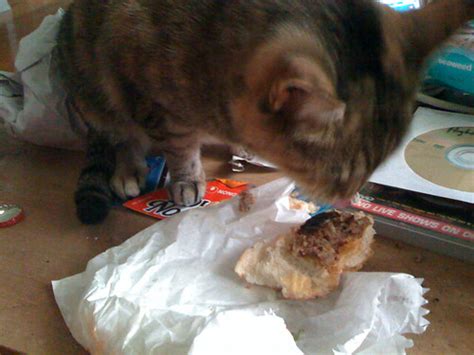 She Can Has | My Cat Eating A Cheeseburger! | By: fulltimecasual | Flickr - Photo Sharing!