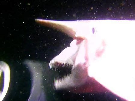 goblin-shark-attack.jpg (449×336) | Goblin shark, Shark attack, Shark