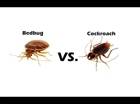 BED BUGS vs COCKROACH | How to Find Bed Bugs - YouTube