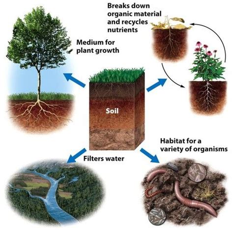 Soil For The Plants - B. Dgarden Plant