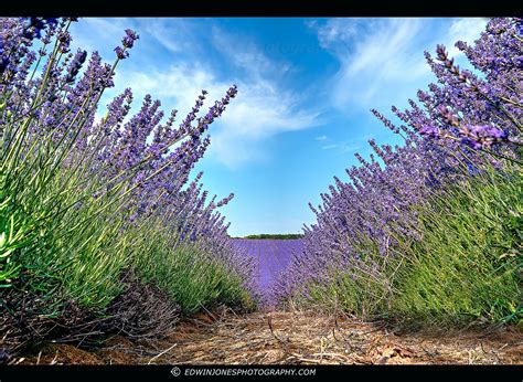 the lavender field is full of purple flowers