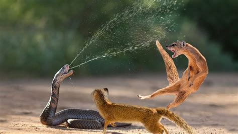 King Cobra Vs Mongoose Cobra is Punished When Deliberately Spraying ...