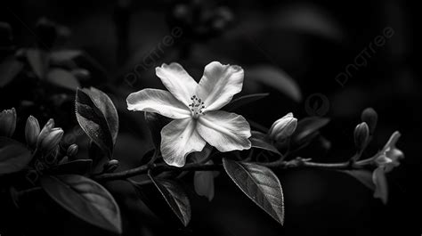 Jasmine flower black background - Download free HD wallpapers