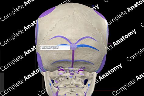 Superior Nuchal Line (Right) | Complete Anatomy