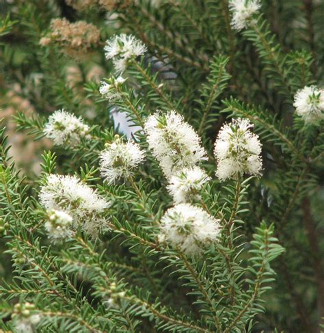 Melaleuca styphelioides ou cuidado de plantas com casca espinhosa ...