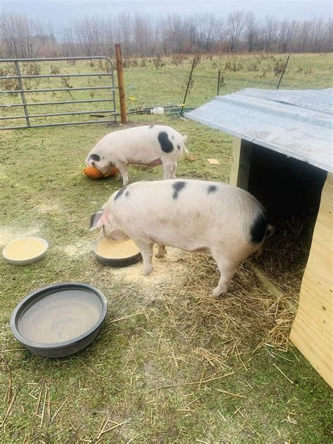 Gloucestershire Old Spot Pigs — Winding Creek Farm