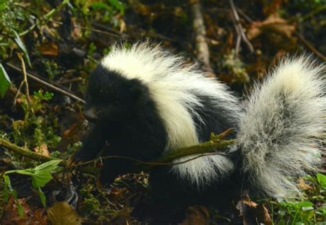 Photo - Striped Hog-nosed Skunk - Conepatus semistriatus - Observation.org