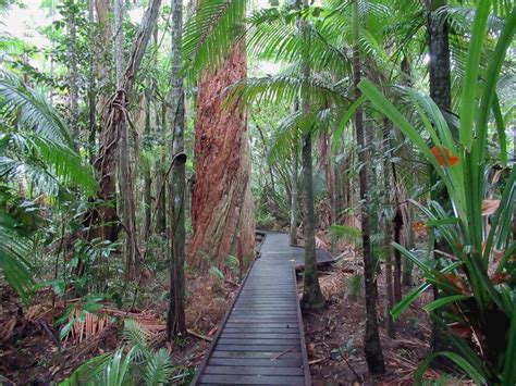 The Rainforest Boardwalk to Saltwater Creek and the Centenary Lakes is one of the highlights of ...