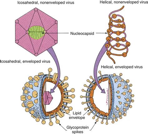 Virus: Properties, Diseases, and Lab Diagnosis • Microbe Online