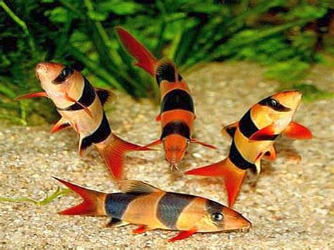 Clown Loach (Botia macracantha) | Tropical Fish Keeping